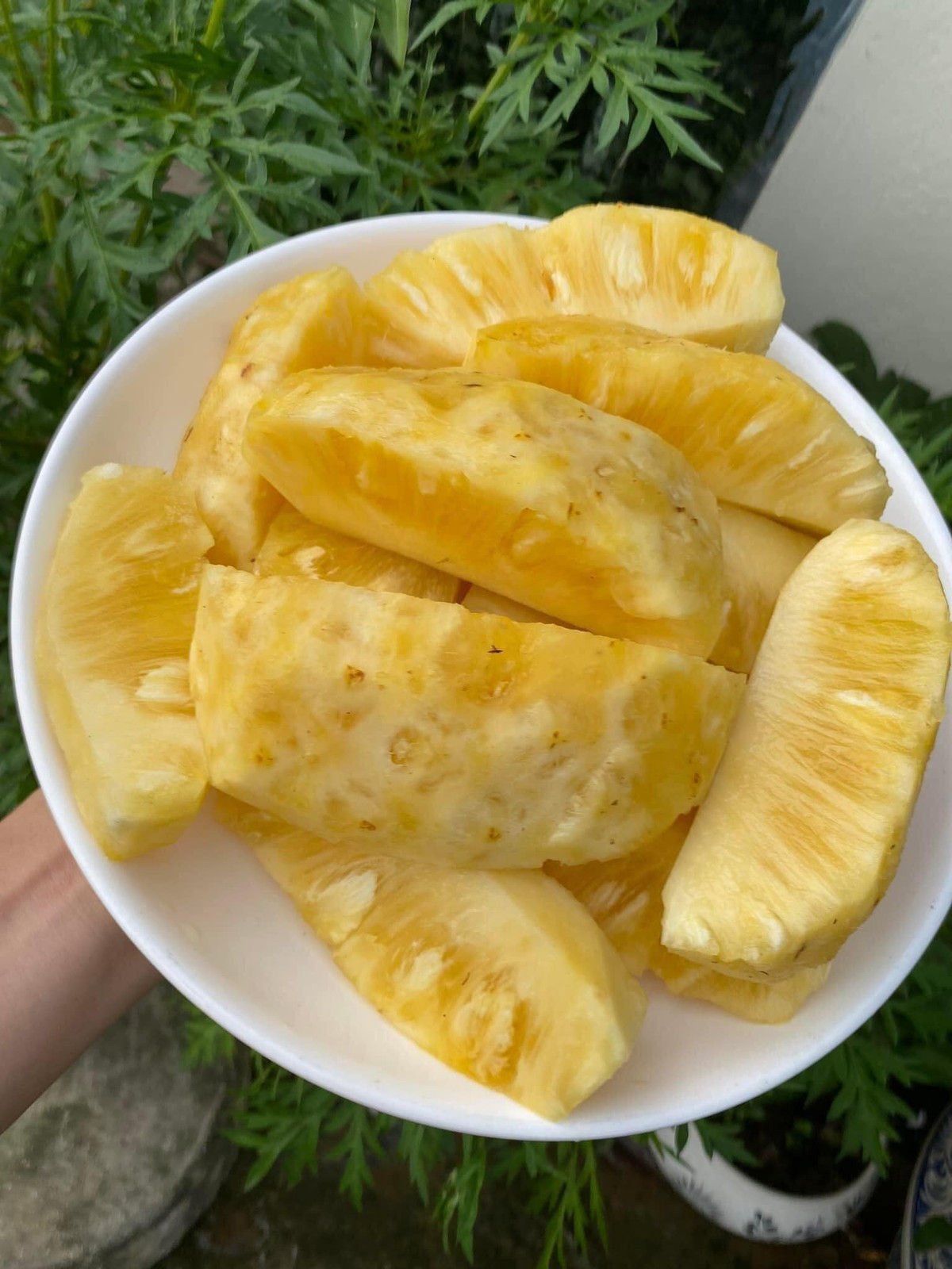 Cô Lan (Hà Đông, Hà Nội) vài lần mua dứa mật khổng lồ cho hay: "Dứa mật quả to nhưng vỏ lại rất mỏng, mắt dứa nông, khi gọt không cần tỉ mỉ khía mắt. Hơn nữa, giá cả phải chăng nên tôi tranh thủ mua về cho cả nhà giải khát mùa nắng nóng".