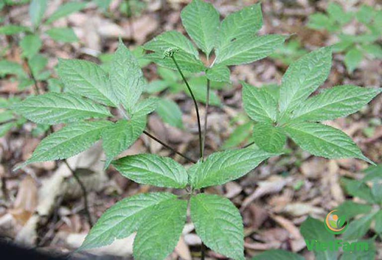 Một trong những lý do khiến sâm Ngọc Linh đắt như vậy là bởi chúng chỉ tồn tại trên núi, ở độ cao từ 1.200m trở lên. Ảnh: Internet