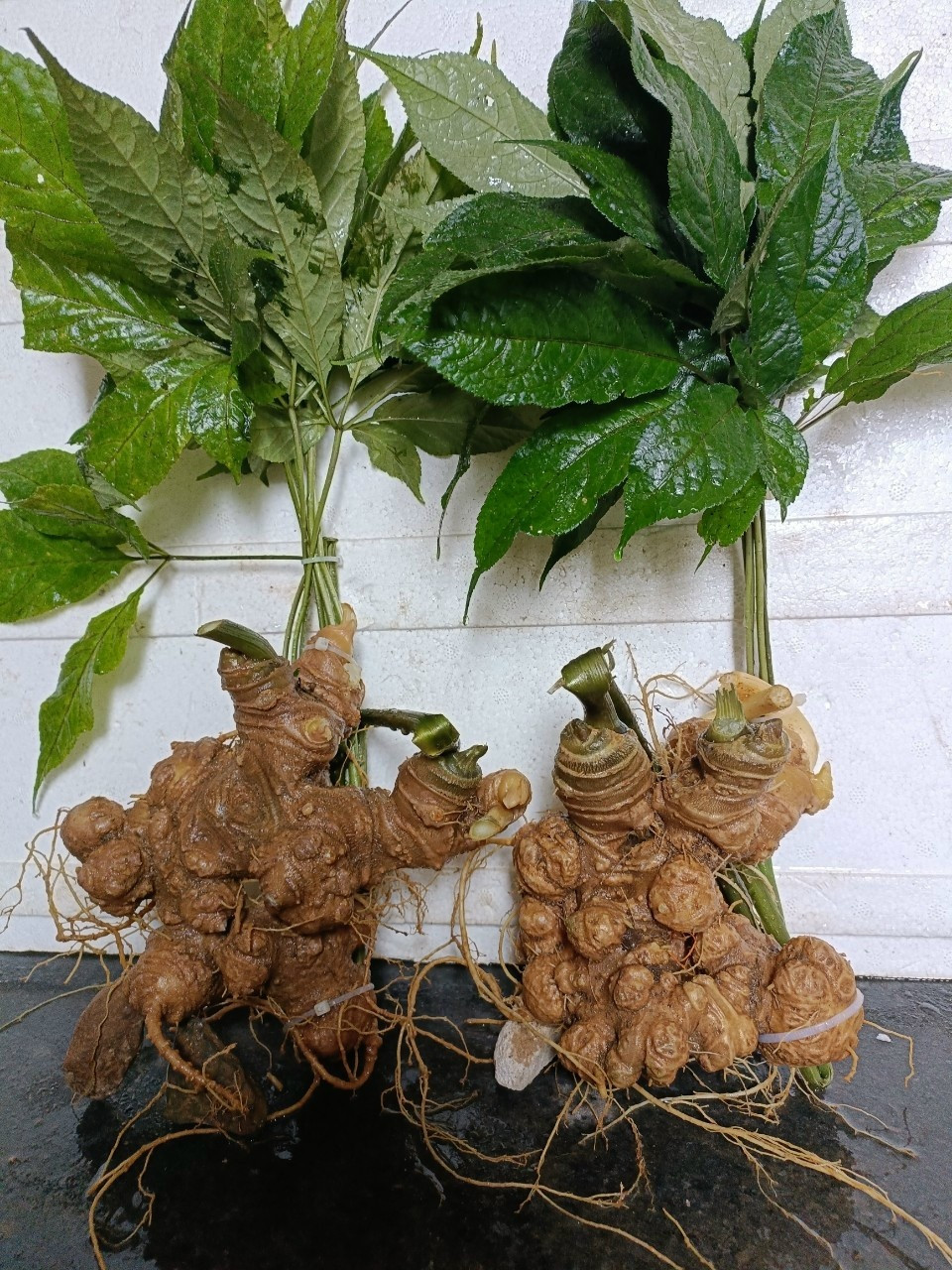 Đây là một loại sâm quý của Việt Nam, cũng là loại nhân sâm thứ 20 được tìm thấy trên thế giới. Ảnh: Facebook