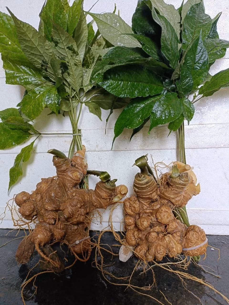 Đây là một loại sâm quý của Việt Nam, cũng là loại nhân sâm thứ 20 được tìm thấy trên thế giới. Ảnh: Facebook