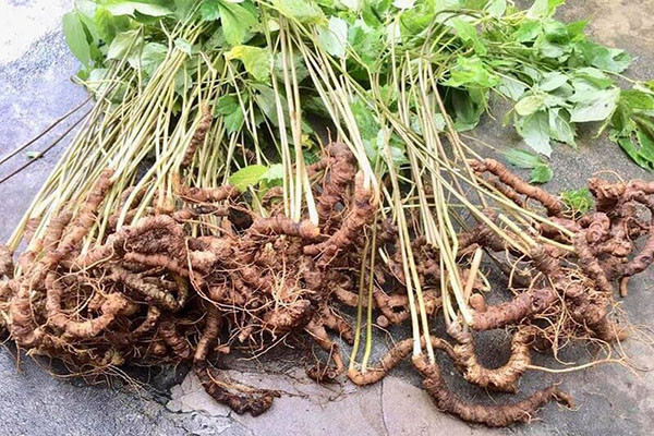 Đây cũng là một trong những loại nhân sâm có giá đắt đỏ nhất hiện nay. Ước tính, sâm Ngọc Linh tự nhiên có giá lên tới hàng trăm triệu đồng/kg. Ảnh: Fao