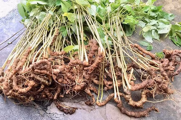 Đây cũng là một trong những loại nhân sâm có giá đắt đỏ nhất hiện nay. Ước tính, sâm Ngọc Linh tự nhiên có giá lên tới hàng trăm triệu đồng/kg. Ảnh: Fao