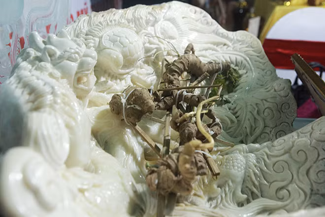 Năm ngoái, tại hội chợ ẩm thực đang diễn ra tại phố đi bộ Trịnh Công Sơn (quận Tây Hồ, Hà Nội) xuất hiện một củ sâm Ngọc Linh rừng, gần 100 tuổi có giá khoảng 500 triệu đồng. Ảnh: Dân Việt