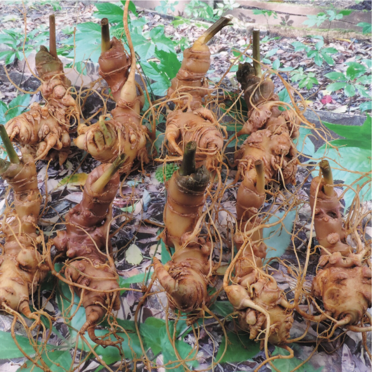 Đặc biệt, nếu tìm được củ sâm có niên đại hàng trăm năm thì giá có thể lên tới cả tỷ đồng. Ảnh: Azibai