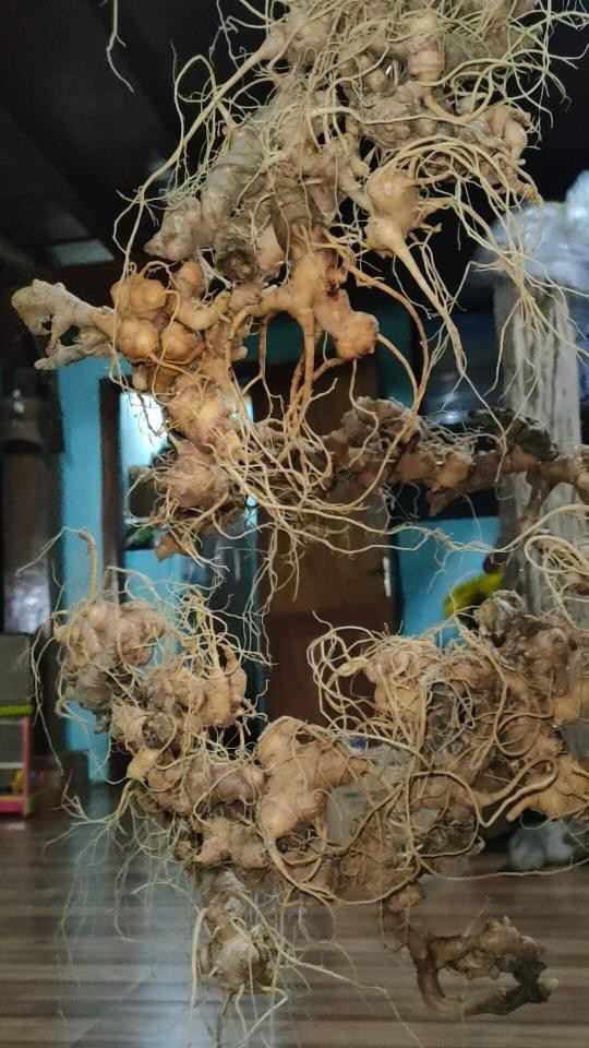 Chị Thương mất 20 ngày mới gom đủ hàng trăm củ sâm Ngọc Linh đúng kiểu, đúng ý để ghép thành hình rồng, rồi bỏ vào bình ngâm rượu. Bình rượu sâm được một doanh nhân ở Hà Nội đặt mua với giá gần 500 triệu đồng. Ảnh: Tiền phong