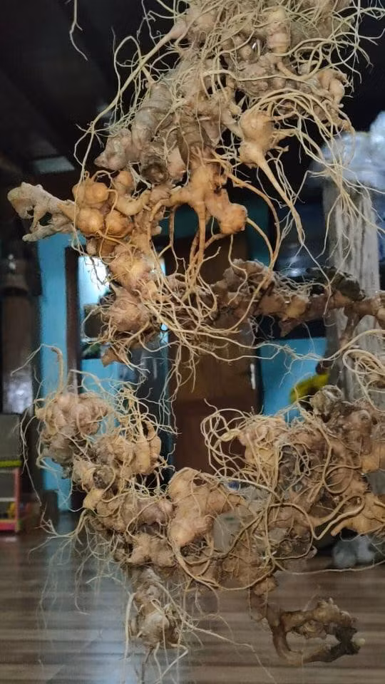 Chị Thương mất 20 ngày mới gom đủ hàng trăm củ sâm Ngọc Linh đúng kiểu, đúng ý để ghép thành hình rồng, rồi bỏ vào bình ngâm rượu. Bình rượu sâm được một doanh nhân ở Hà Nội đặt mua với giá gần 500 triệu đồng. Ảnh: Tiền phong