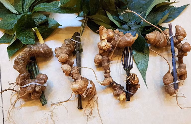 Từ lâu, loại nhân sâm này đã được xem là báu vật đối với đồng bào các dân tộc Xơ Đăng. Họ sử dụng sâm Ngọc Linh để bồi bổ và chữa được nhiều loại bệnh thường gặp. Ảnh: Vimed