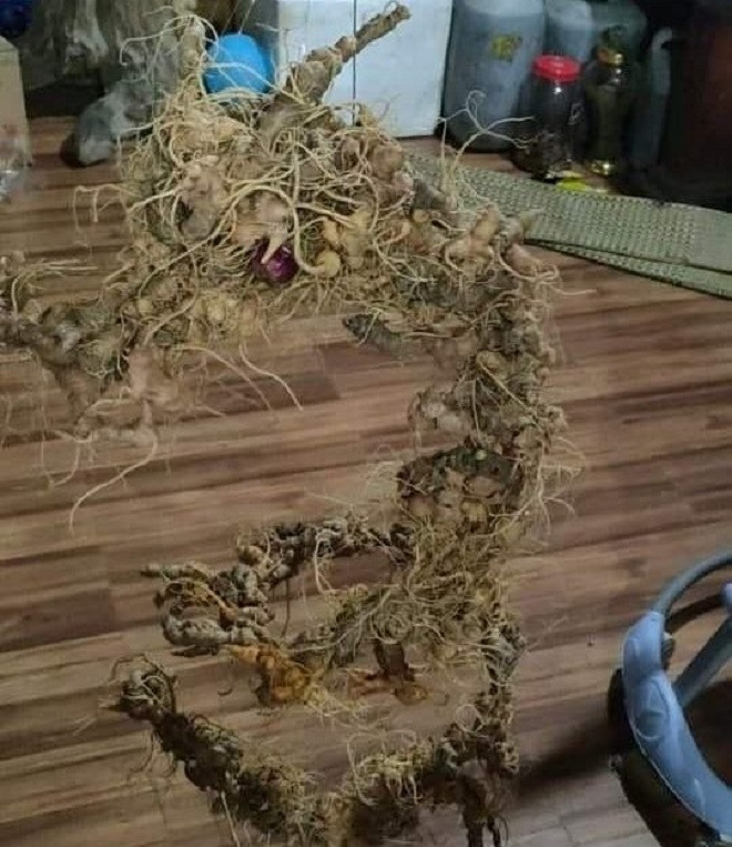 Sâm Ngọc Linh được người Xê Đăng trồng ở núi cao Ngọc Linh, huyện Nam Trà My, Quảng Nam. Ảnh: VTCNews