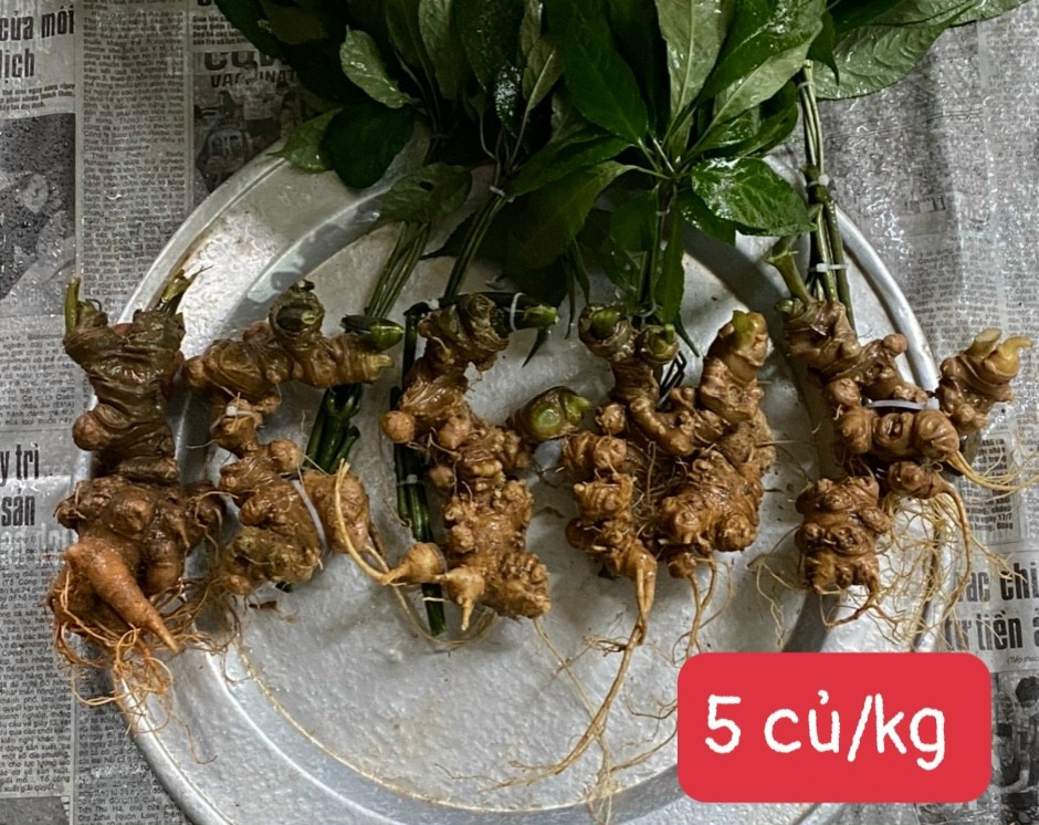 Sâm Ngọc Linh lâu năm thường có hoa và quả mọc tập trung ở trung tâm của tán lá, khi chín ngả màu đỏ cam với một chấm đen không đều ở đỉnh quả. Ảnh: Facebook