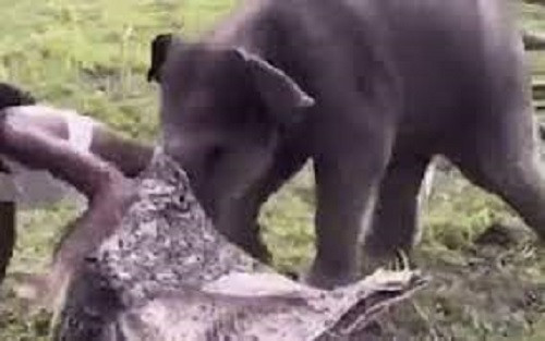 Nữ người mẫu bị voi con "xé toạc" váy vẫn cười tươi như hoa Nu nguoi mau bi voi con