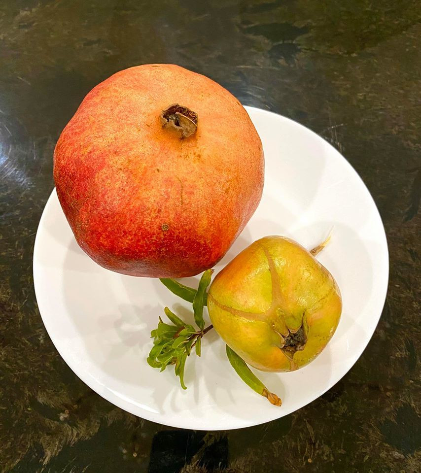 Trái cây sạch được vợ chồng nghệ sĩ hái trong vườn. Ảnh: FBNV