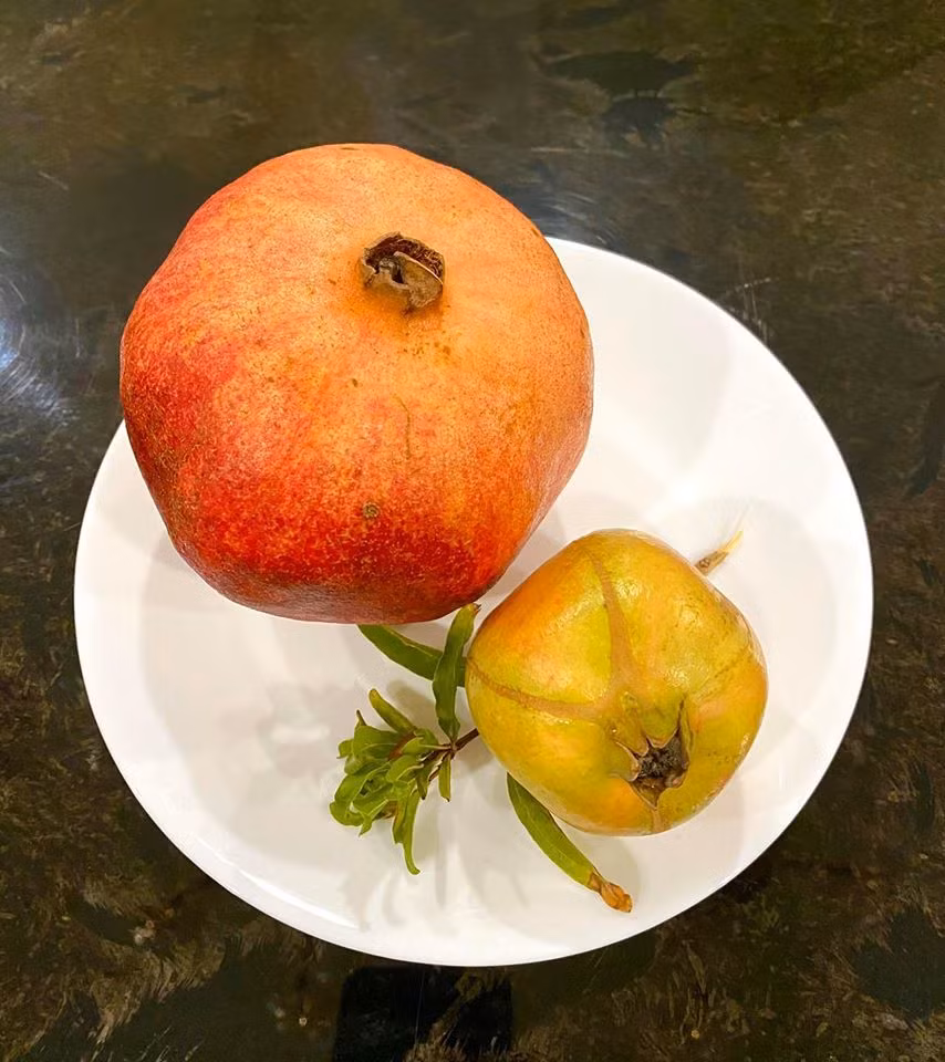 Trái cây sạch được vợ chồng nghệ sĩ hái trong vườn. Ảnh: FBNV