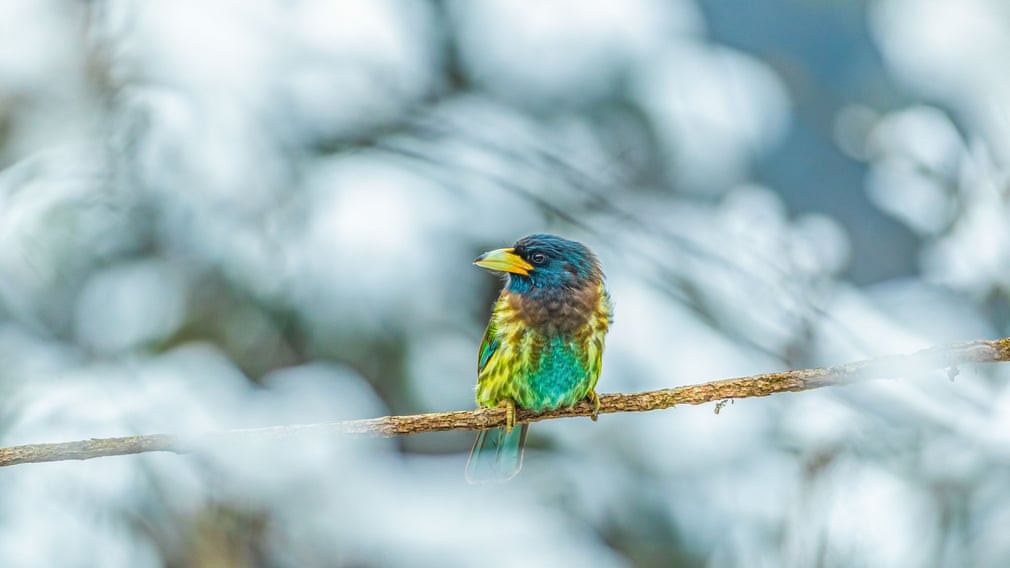 Một chú chim gõ mõ với bộ lông sặc sỡ ở làng Miaoba, Trùng Khánh, Trung Quốc. (Ảnh: Sipa Asia/REX/Shutterstock)