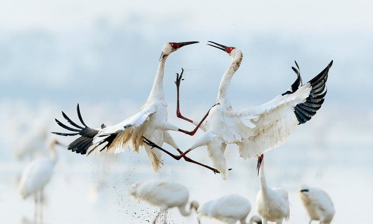 Những con sếu trắng Siberia tại Khu bảo tồn Năm Sao bên hồ Bà Dương ở Trung Quốc. (Ảnh: Xinhua/REX/Shutterstock)