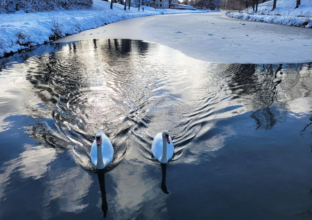 Hai chú thiên nga trắng (Cygnus olor) dạo chơi trên sông Gota sau trận tuyết rơi dày ở Motala, Thụy Điển. (Ảnh: Rex/Shutterstock)