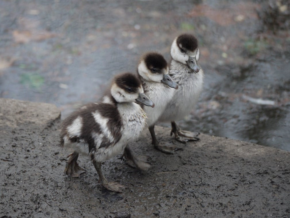 Những chú ngỗng con Ai Cập đi bộ thành hàng tại một công viên ở Peckham Rye, London, Vương quốc Anh. (Ảnh: Peter Martin/The Guardian)