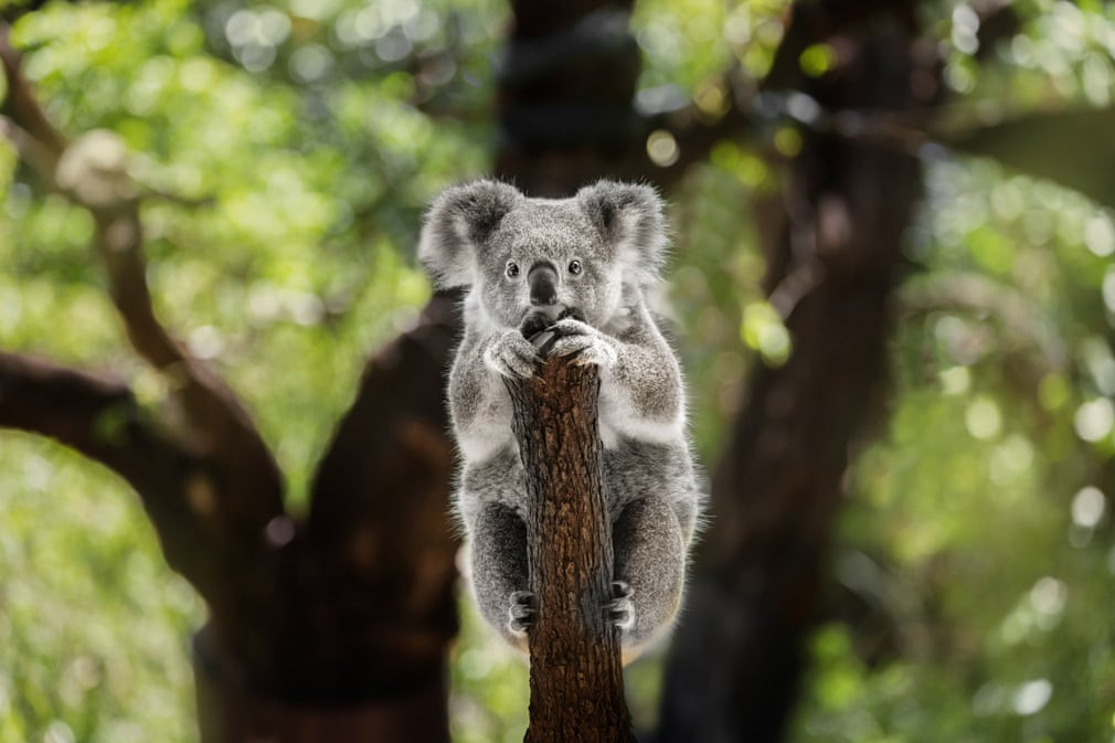Chính phủ Australia đã chính thức liệt gấu koala vào danh sách loài nguy cấp sau khi số lượng của chúng giảm mạnh do các vụ cháy rừng thảm khốc. (Ảnh: chrissmith731/Getty Images/iStockphoto)