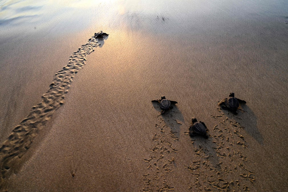 Những chú rùa biển con di chuyển ra biển vào lúc hoàng hôn trên bãi biển Lhoknga, tỉnh Aceh, Indonesia. (Ảnh: Mahyuddin/AFP/Getty Images)