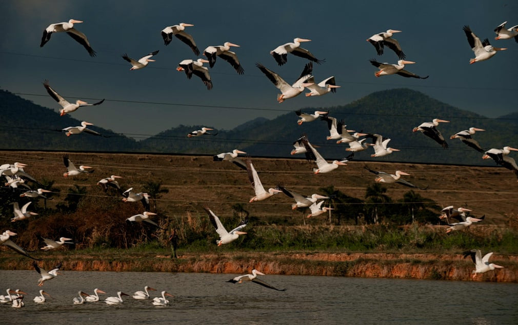 Chim bồ nông trắng Mỹ bay qua một trại cá giống ở San Artemisa, Cuba. Hàng năm, vào mùa đông, hàng trăm con bồ nông trắng di cư đến Cuba từ miền nam Canada và Mỹ. (Ảnh: Yamil Lage/AFP/Getty Images)
