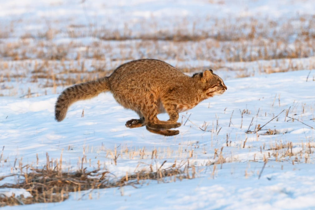 Một chú mèo báo Amur, còn được gọi là mèo rừng Viễn Đông, được nhìn thấy trong khu bảo tồn thiên nhiên Khankaysk ở Nga. (Ảnh: Yuri Smityuk/TASS)