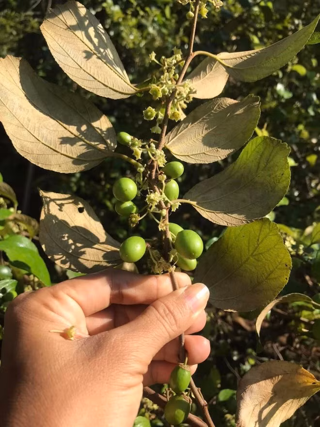 Cây táo cũng bắt đầu cho trái. Ảnh: FBNV