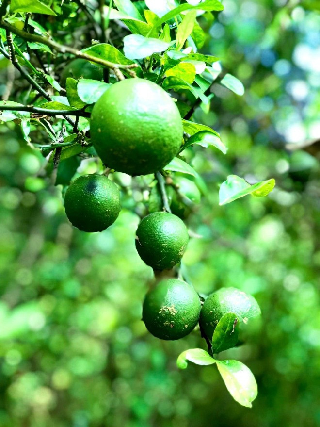 Mùa dịch năm trước, diễn viên Kiều Trinh ở lại vườn và thu hoạch trái cây, rau củ không ăn hết còn đem tặng người nghèo. Ảnh: FBNV