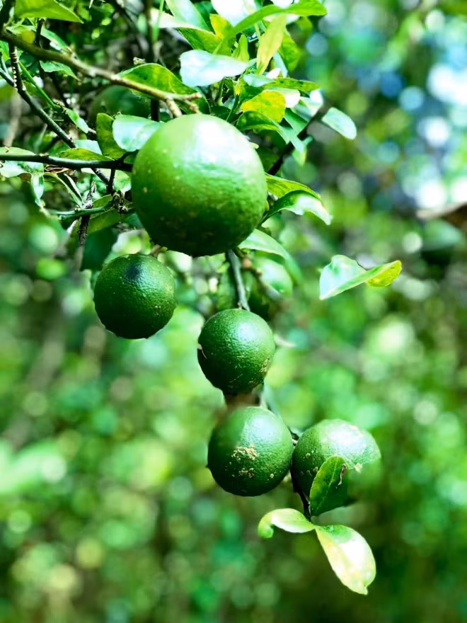 Mùa dịch năm trước, diễn viên Kiều Trinh ở lại vườn và thu hoạch trái cây, rau củ không ăn hết còn đem tặng người nghèo. Ảnh: FBNV