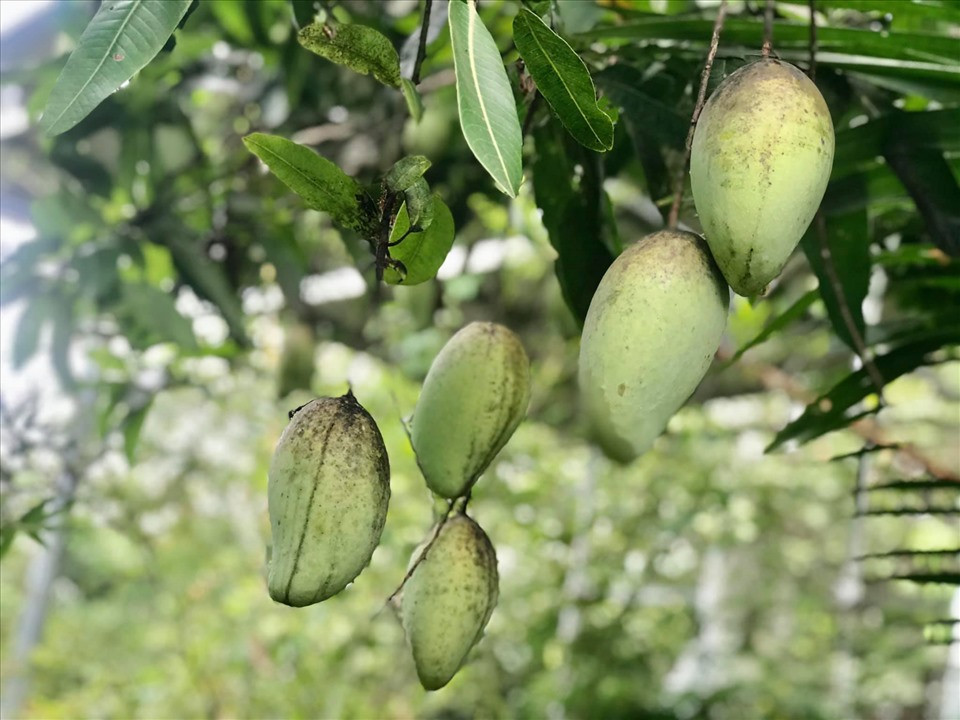 Xoài không phun thuốc nên để lại nhiều đốm đen. Tuy nhiên, xoài ăn rất ngon. Ảnh: FBNV