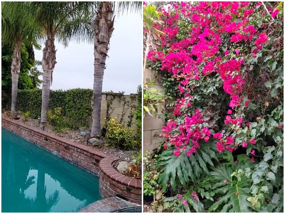 Cây hoa tươi tốt, đua nhau khoe sắc.