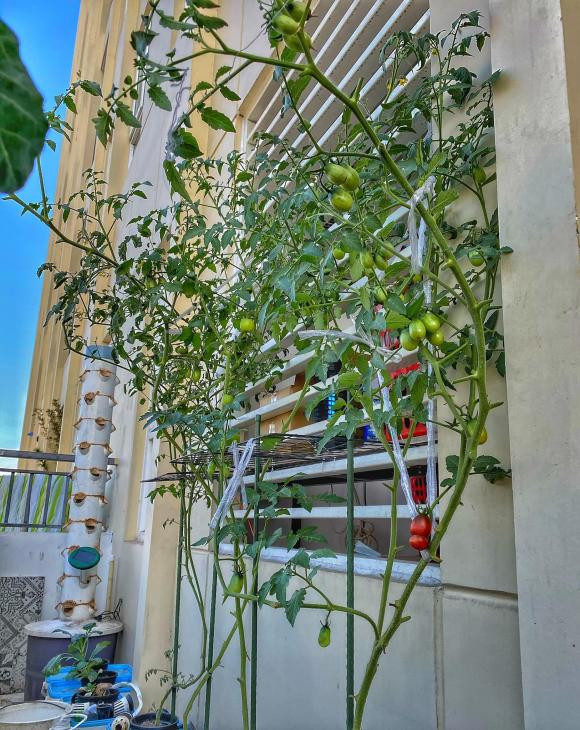 Khu vực ban công được nam diễn viên tận dùng trồng một số loại rau xanh. Ảnh: FBNV