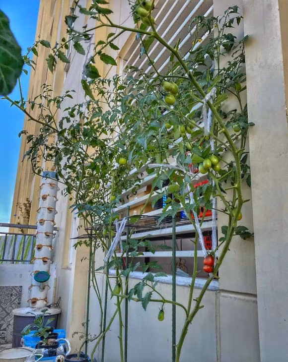 Khu vực ban công được nam diễn viên tận dùng trồng một số loại rau xanh. Ảnh: FBNV