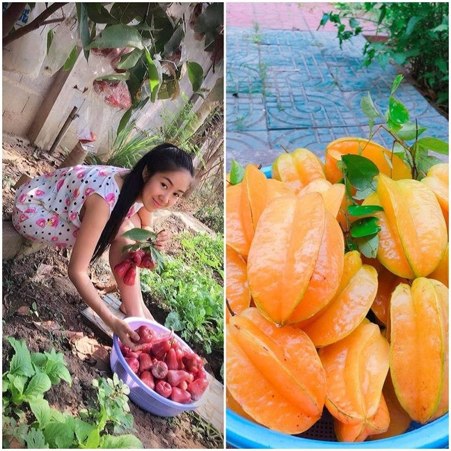 Diễn viên Lê Phương và gia đình bố mẹ có một khu vườn rộng ở Trà Vinh với hàng chục loại cây ăn quả, rau củ. Ảnh: Lao động