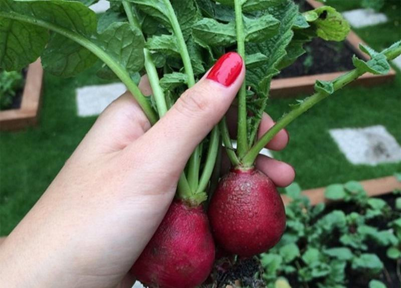 Đón nhận trái ngọt từ vườn của bố mẹ, mỹ nhân họ Tăng không ít lần dành mỹ từ khen ngợi đấng sinh thành. Ảnh: Internet