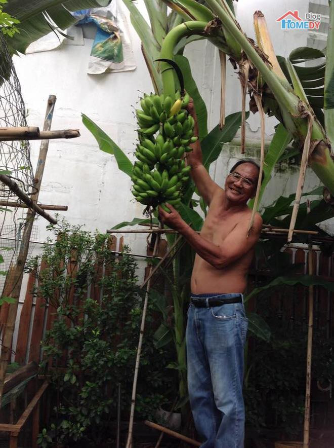 Buồng chuối trĩu quả mà hai ông bà chăm sóc được. Ảnh: Internet