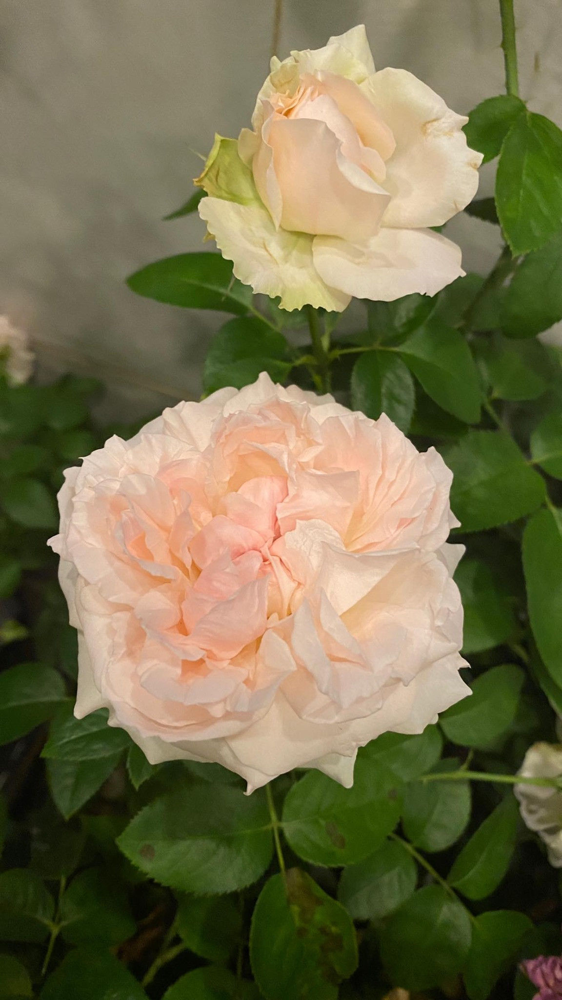 Hoa hồng đủ loại đua nhau khoe sắc. Ảnh: FBNV