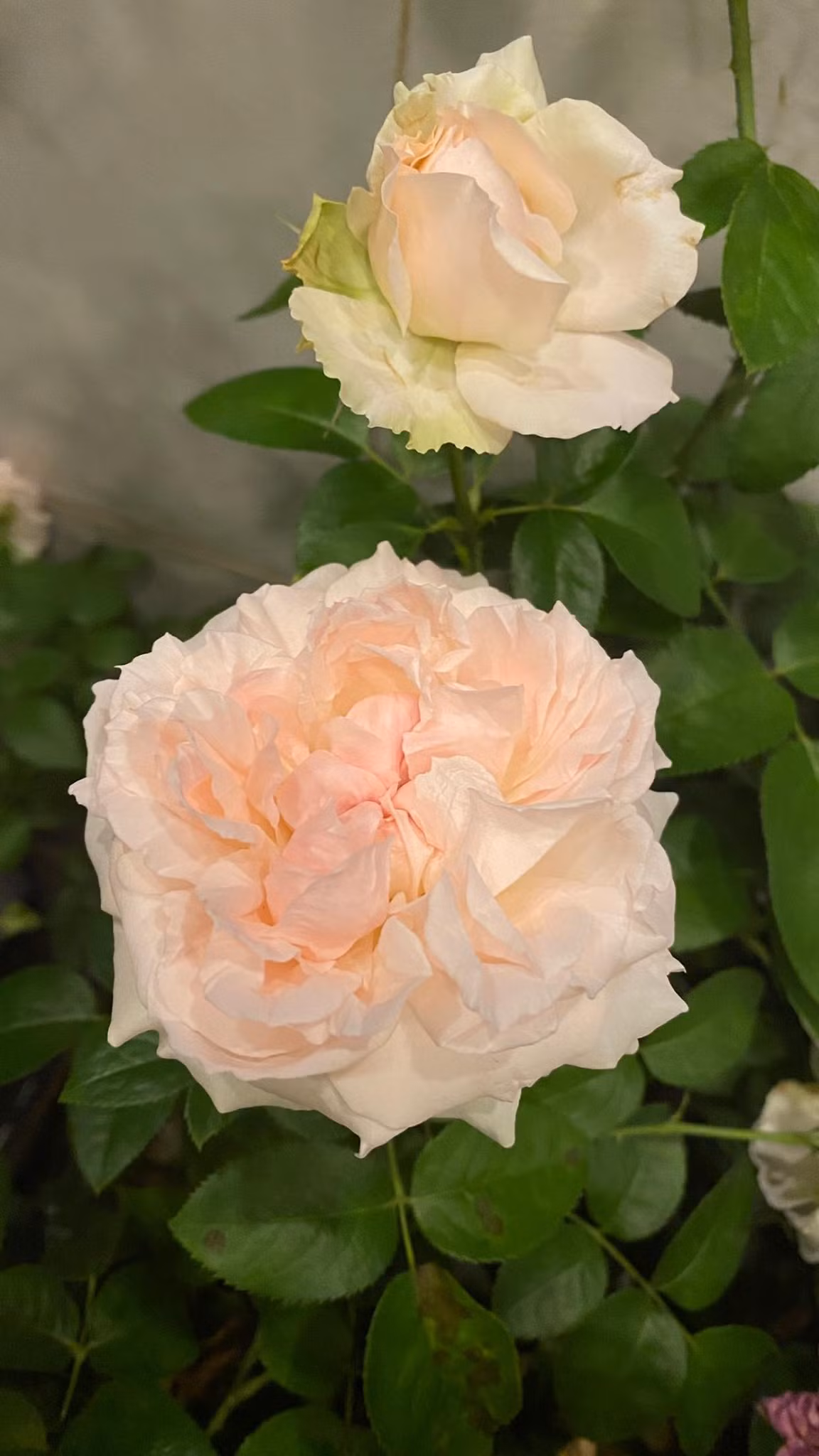 Hoa hồng đủ loại đua nhau khoe sắc. Ảnh: FBNV