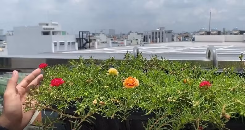 Trong vườn còn trồng cả hoa mười giờ. Ảnh: FBNV