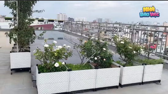 Trên sân thượng là vườn hồng "khủng" với hơn 100 gốc đủ loại. Ảnh: chụp màn hình