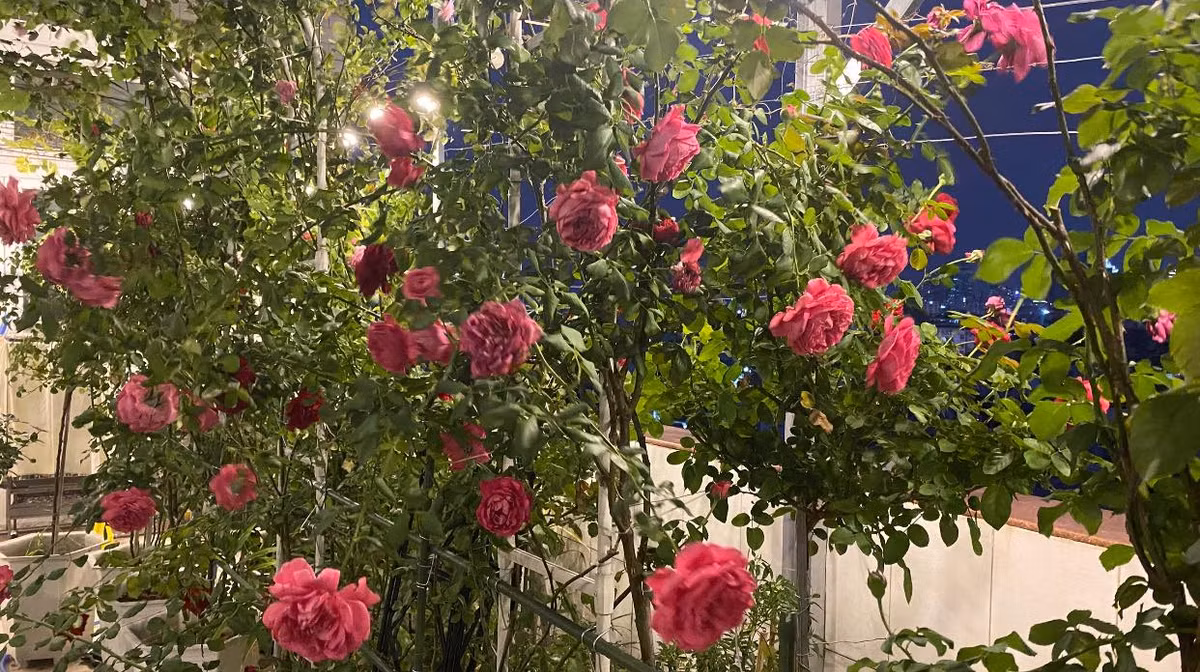 Vườn hoa hồng đẹp như cổ tích trong nhà Khánh Thi - Phan Hiển. Ảnh: FBNV