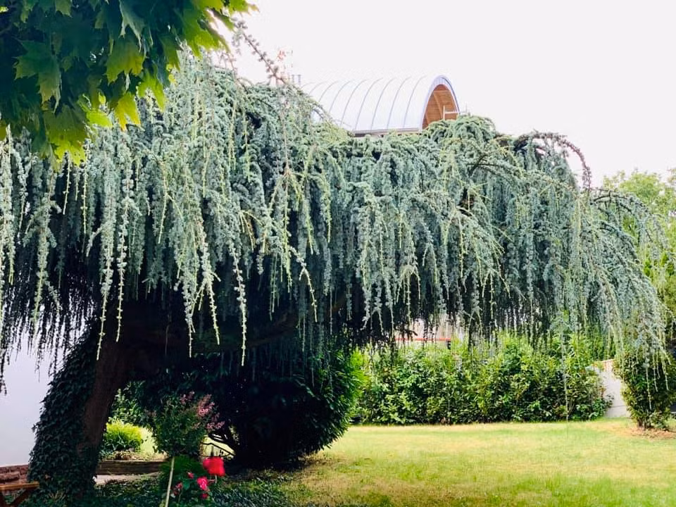 Trong khu vườn rộng cả nghìn mét vuông có cây tùng tuổi đời lên tới cả chục năm. Ảnh: Ngoisao