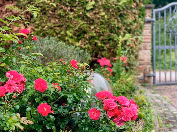 Hoa hồng nở đỏ rực một góc vườn. Ảnh: FBNV