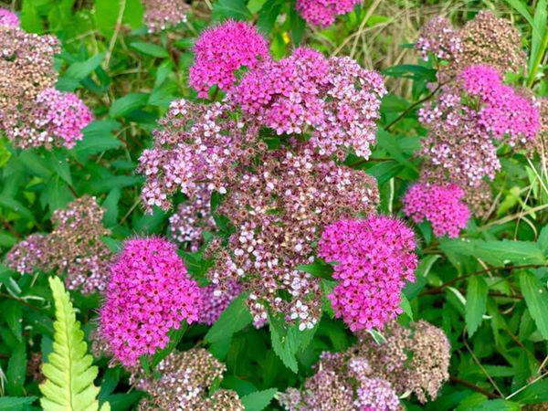 Các loại hoa đua nhau khoe sắc. Ảnh: FBNV