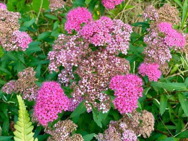 Các loại hoa đua nhau khoe sắc. Ảnh: FBNV