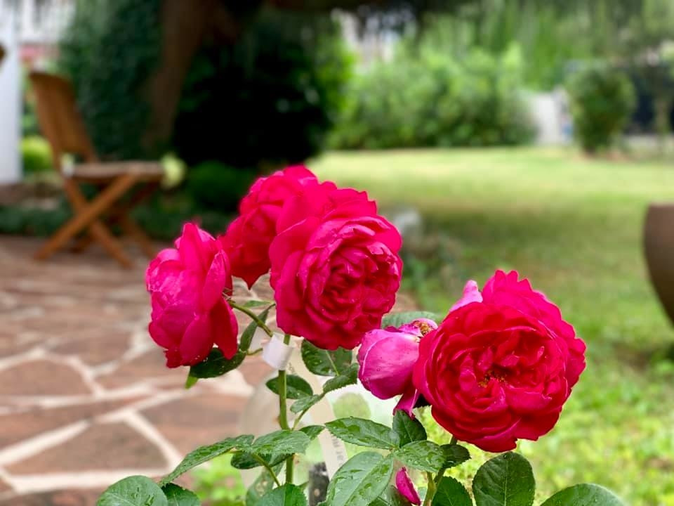 Dù không được chăm sóc nhiều nhưng các loài hoa vẫn bung nở rực rỡ. Ảnh: Ngoisao