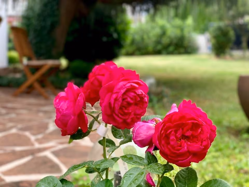 Dù không được chăm sóc nhiều nhưng các loài hoa vẫn bung nở rực rỡ. Ảnh: Ngoisao