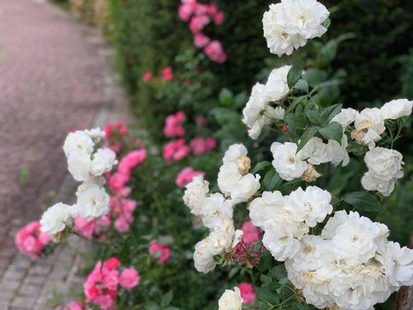 Vì sống ở cả hai nơi và không thường xuyên ở Đức nên căn biệt thự ở Đức thường xuyên bị khoá cửa. Ảnh: FBNV