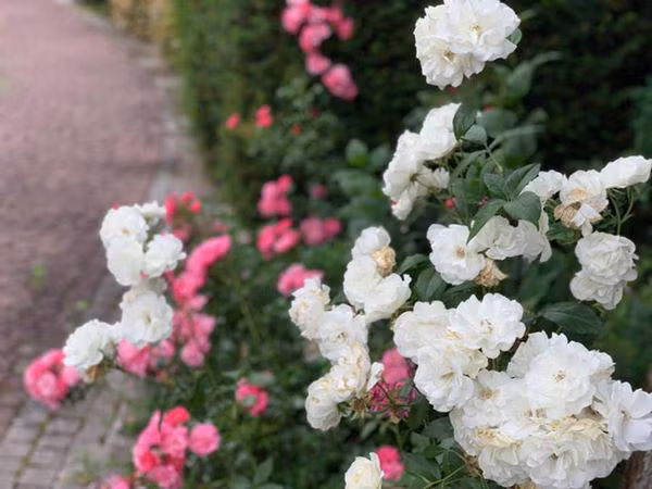 Vì sống ở cả hai nơi và không thường xuyên ở Đức nên căn biệt thự ở Đức thường xuyên bị khoá cửa. Ảnh: FBNV