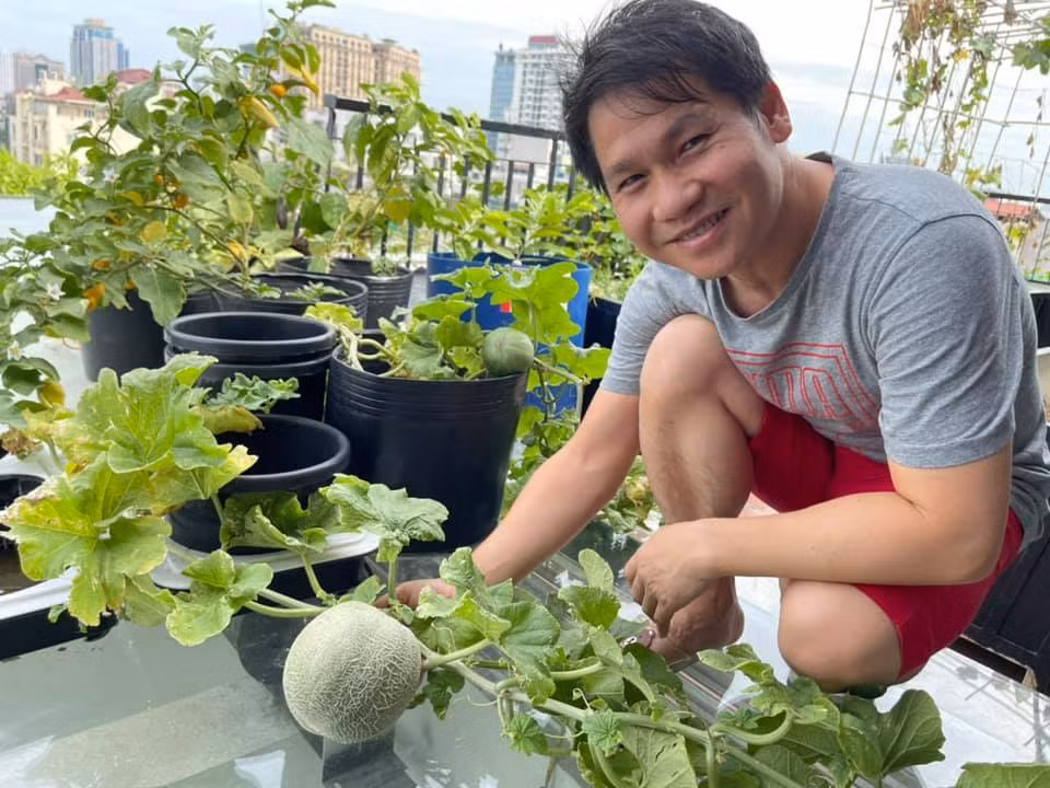 Dưa lưới trồng chậu cũng cho trái to thích mắt.