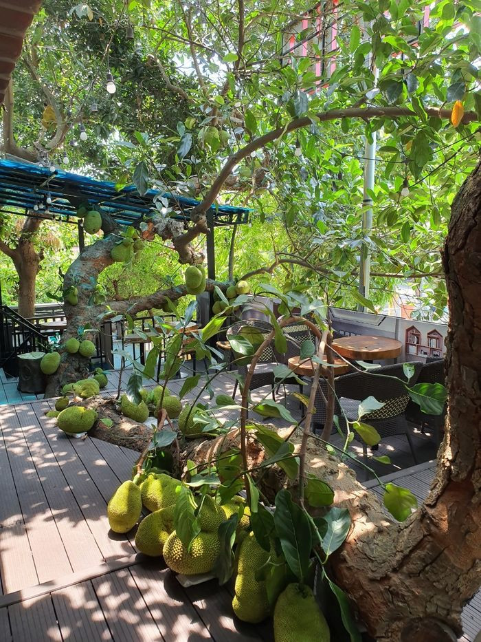 Cây mít có sức sống mãnh liệt và sai trĩu quả khiến khách hàng thích thú. Ảnh: Dân trí