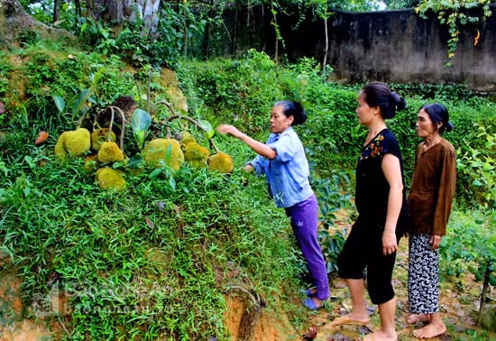 Đặc biệt, những quả mít chín, hái ăn, múi vẫn to, ngọt như các quả mít khi chưa chặt cây. Ảnh: Báo Nghệ An